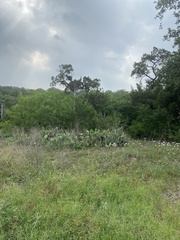 Zephyranthes drummondii