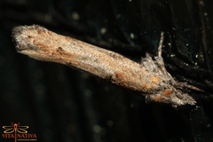 Zelleria oleastrella