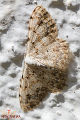 Scopula submutata