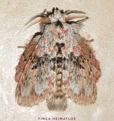 Euglyphis gibea