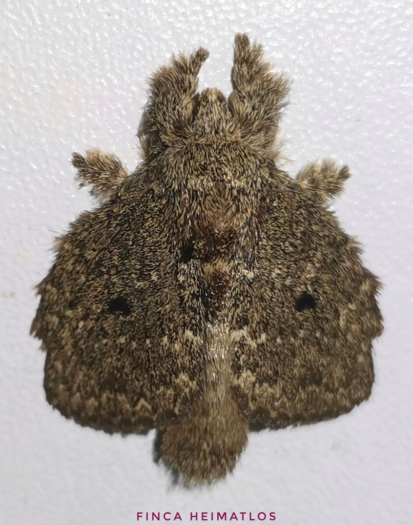 Euglyphis amathuria