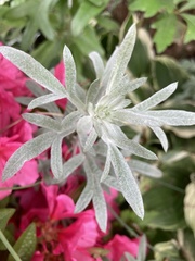 Magnoliopsida