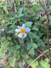 Bidens alba