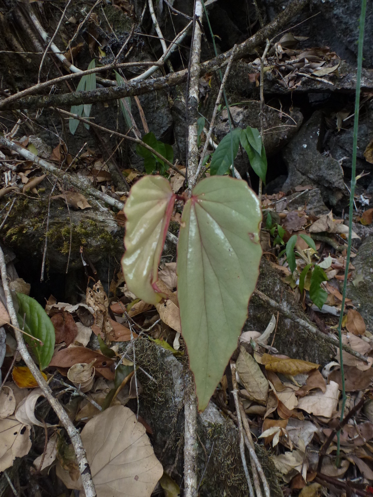 Begonia watuwilensis (Begonia watuwilensis)