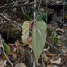 Begonia watuwilensis - Photo (c) Aurélien Bour, some rights reserved (CC BY-NC), uploaded by Aurélien Bour