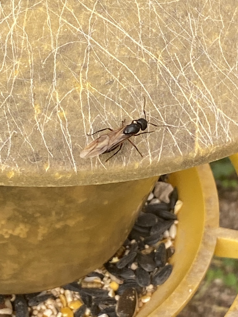 True Carpenter Ants from Balfour Dr, Wappingers Falls, NY, US on April