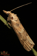 Bradyrrhoa cantenerella