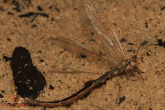 Creoleon lugdunensis