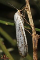 Coscinia chrysocephala