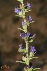 Echium gaditanum
