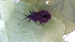 Villasitocoris inconspicuus