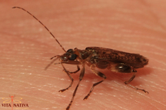 Oedemera marmorata