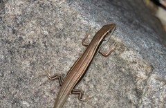 Ctenotus coggeri