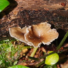 Trogia straminea