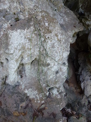 Cynanchinae