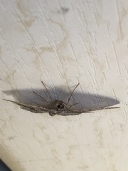 Melanolophia imitata