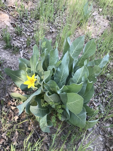 iNaturalist observation photo of mule's ears