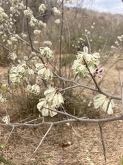 Podopterus cordifolius