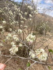 Podopterus cordifolius