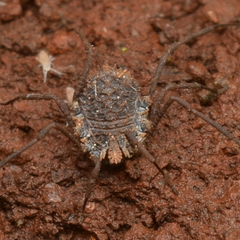 Ortholasma levipes