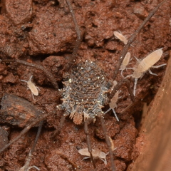 Ortholasma levipes