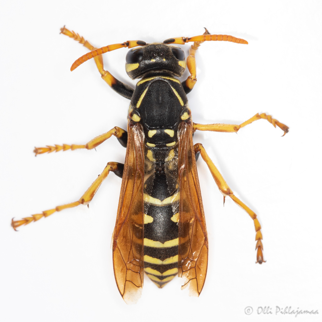 Polistes semenowi