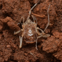 Ortholasma levipes