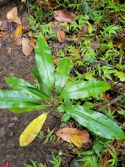 Sapium laurocerasus
