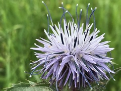 Carthamus caeruleus