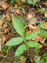 Paullinia pinnata