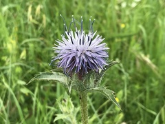 Carthamus caeruleus
