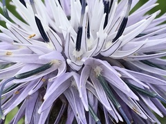 Carthamus caeruleus