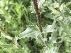 Carthamus caeruleus