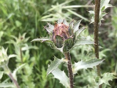 Carthamus caeruleus