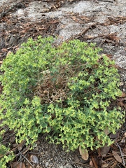 Euphorbia yaquiana