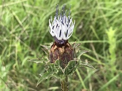 Carthamus caeruleus