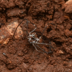 Ortholasma levipes