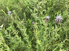 Carthamus caeruleus