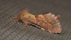 Phymatopus hectoides