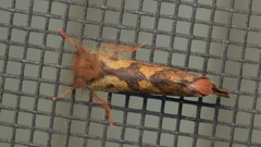 Phymatopus hectoides