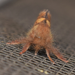 Phymatopus hectoides