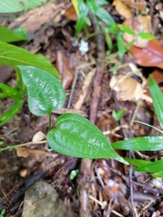Smilax coriacea