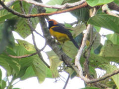 Icterus auricapillus