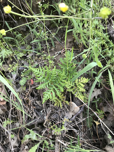 iNaturalist observation photo of goldback fern