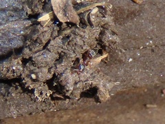 Hypoponera opacior
