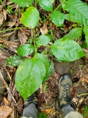 Alchornea latifolia