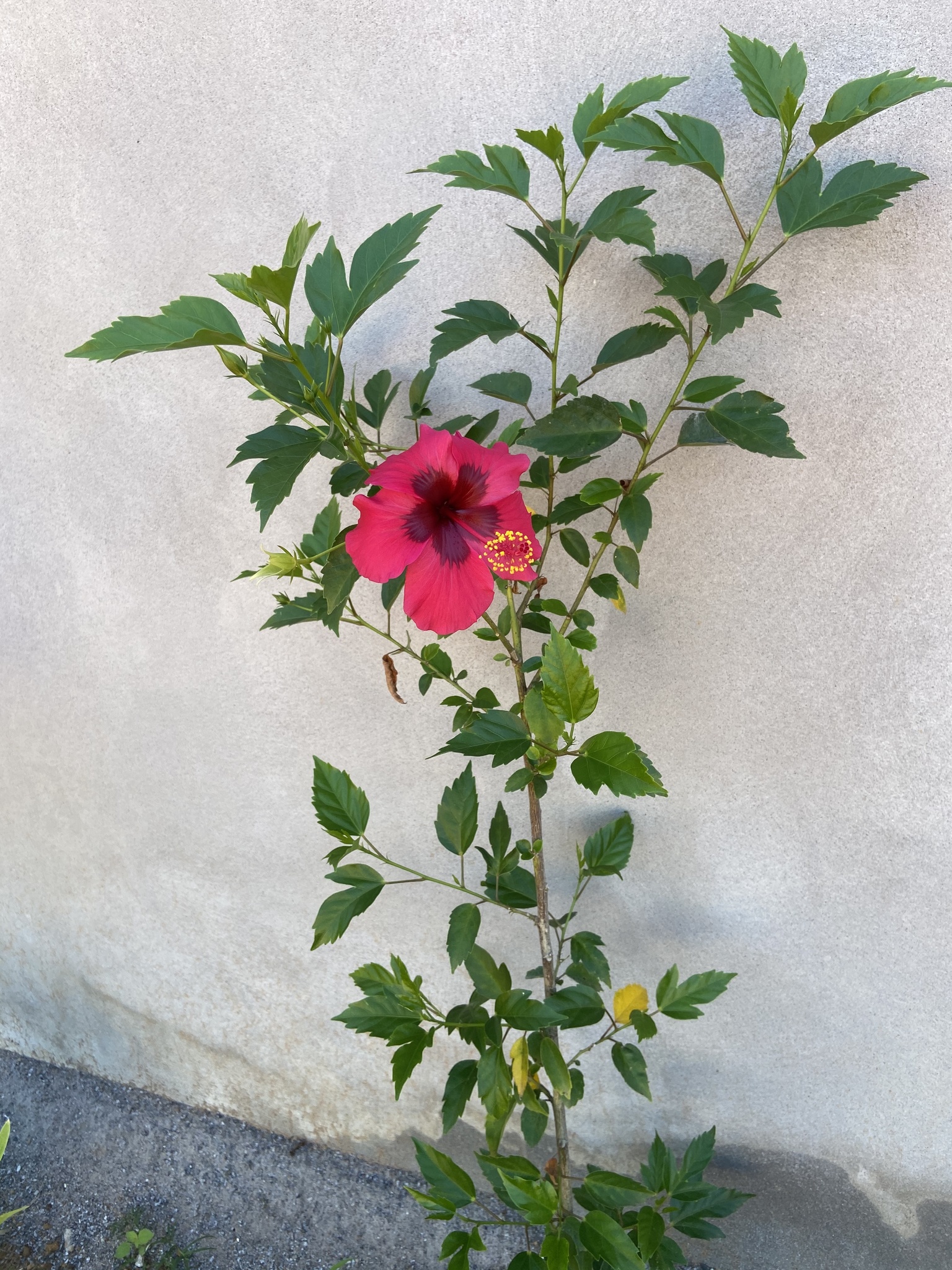 Hibiscus rosa-sinensis