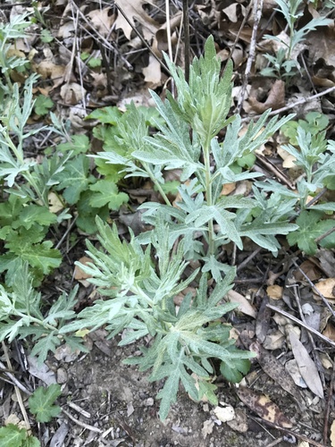 iNaturalist observation photo of California mugwort