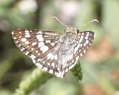 Burnsius adepta