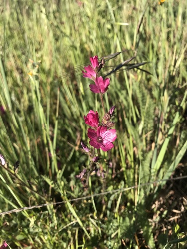 iNaturalist observation photo of checkerbloom